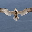 Basstölpel im Flug.