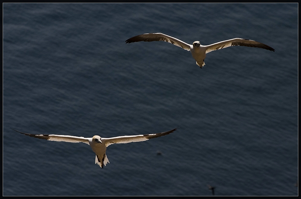 Basstölpel im Flug