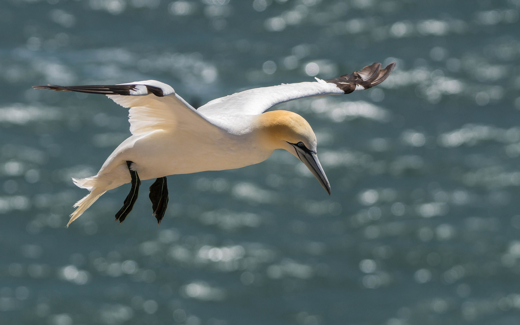 Basstölpel im Flug