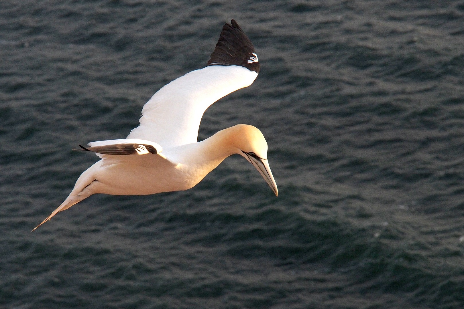 Basstölpel im Flug