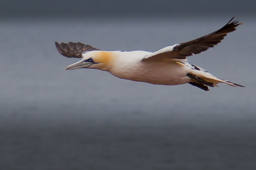 Basstölpel im Flug