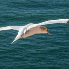 Basstölpel im Flug