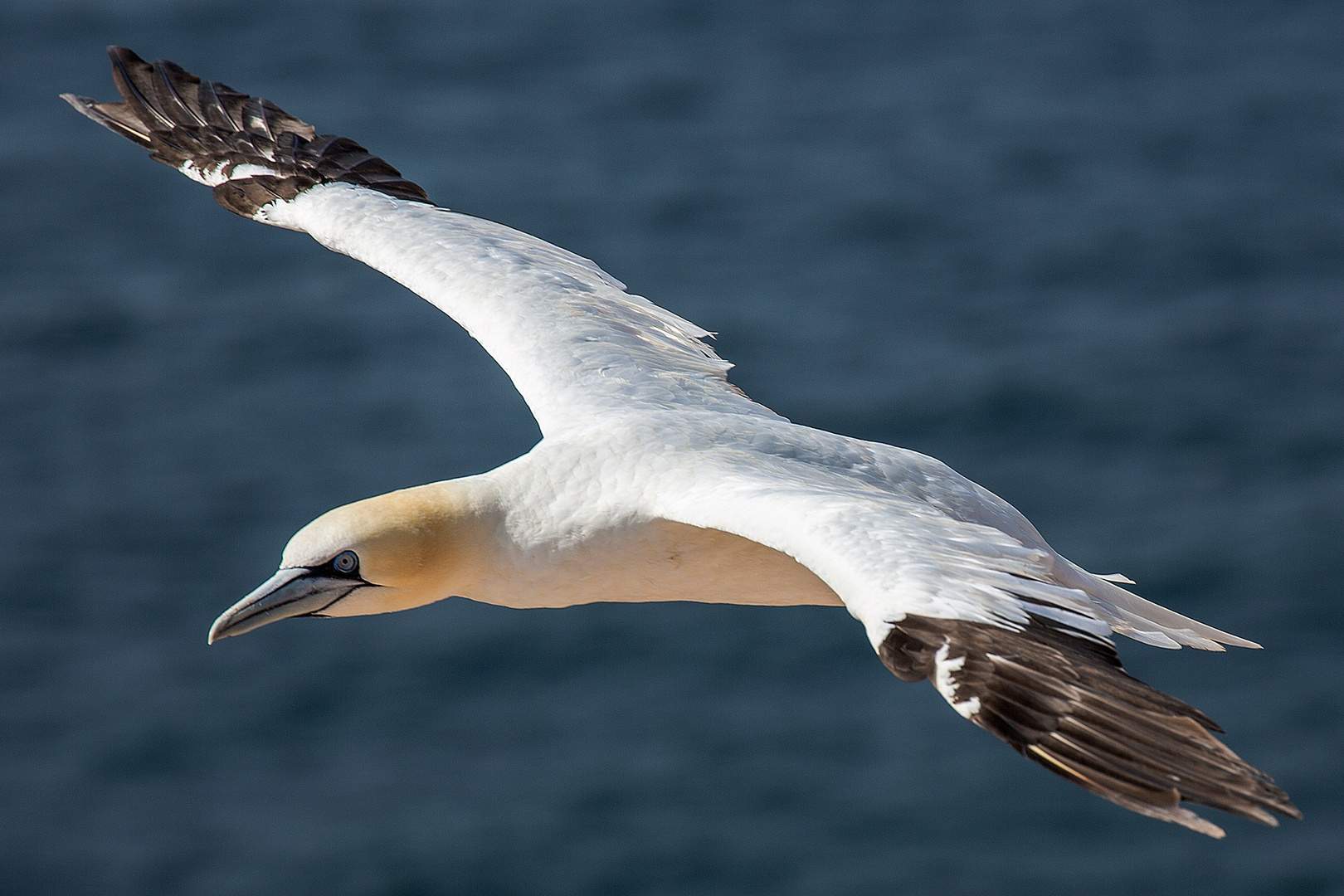 Baßtölpel im Flug