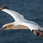 Baßtölpel im Flug