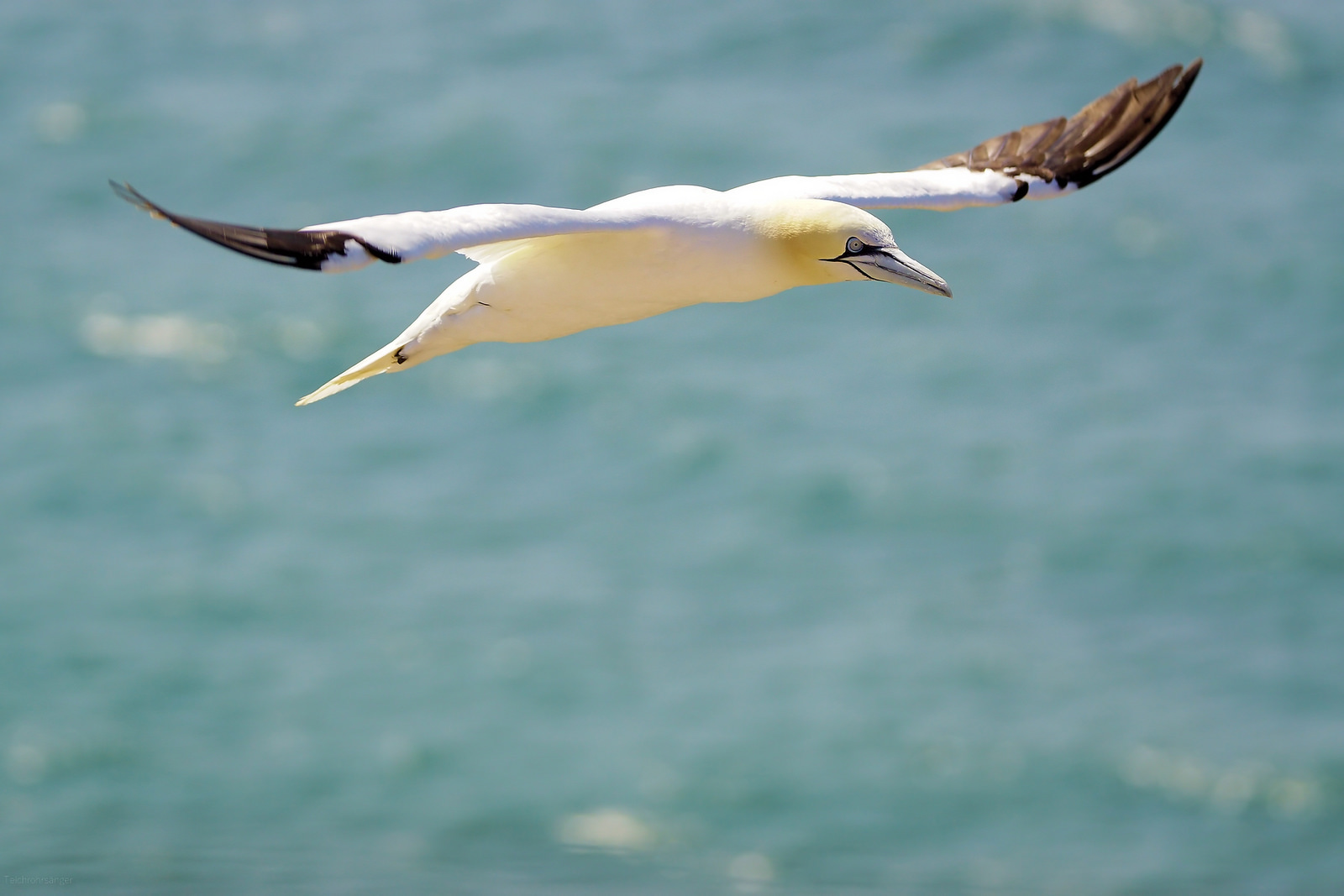 Basstölpel im Flug