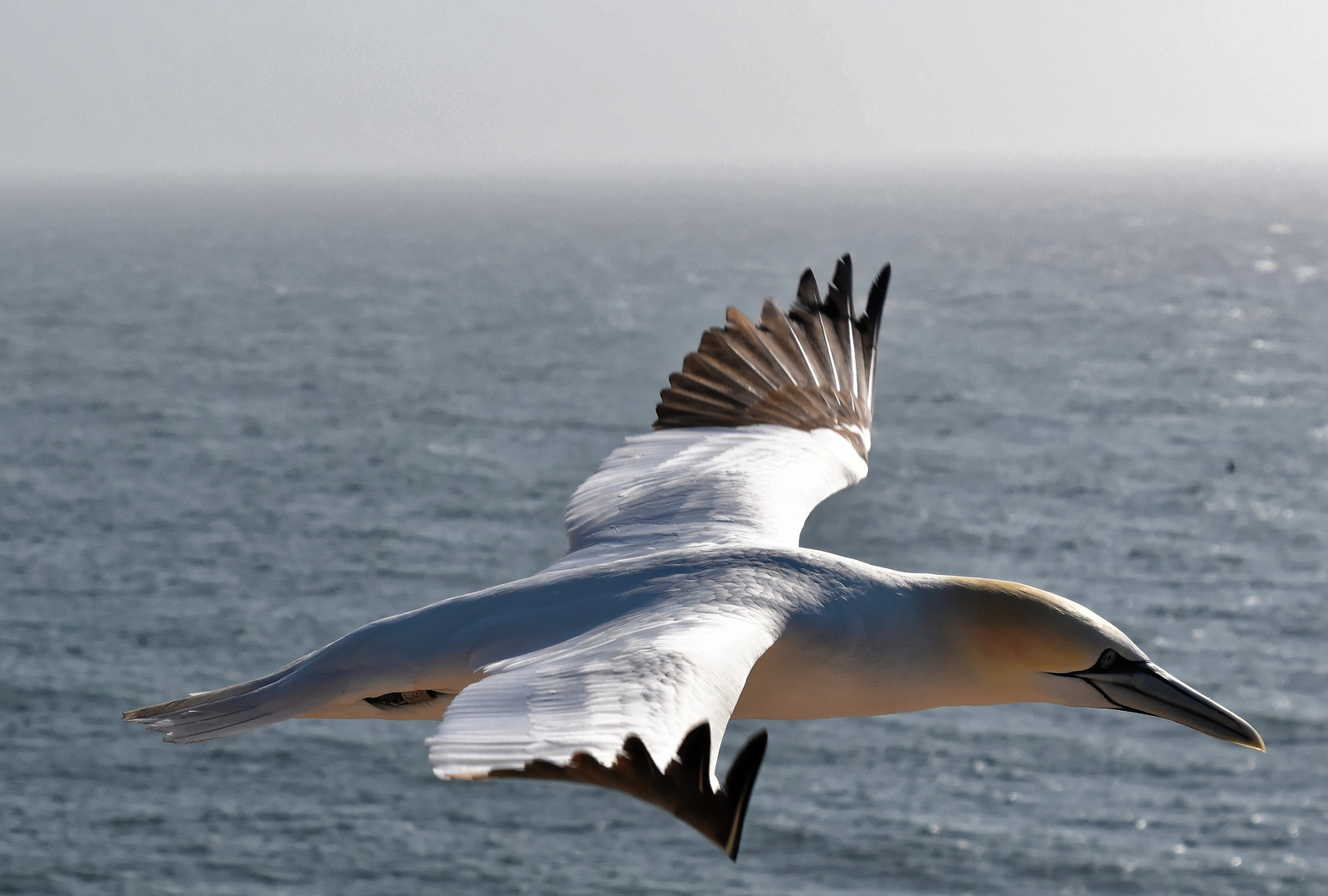 Basstölpel im Flug auf Helgoland