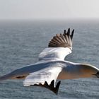 Basstölpel im Flug auf Helgoland