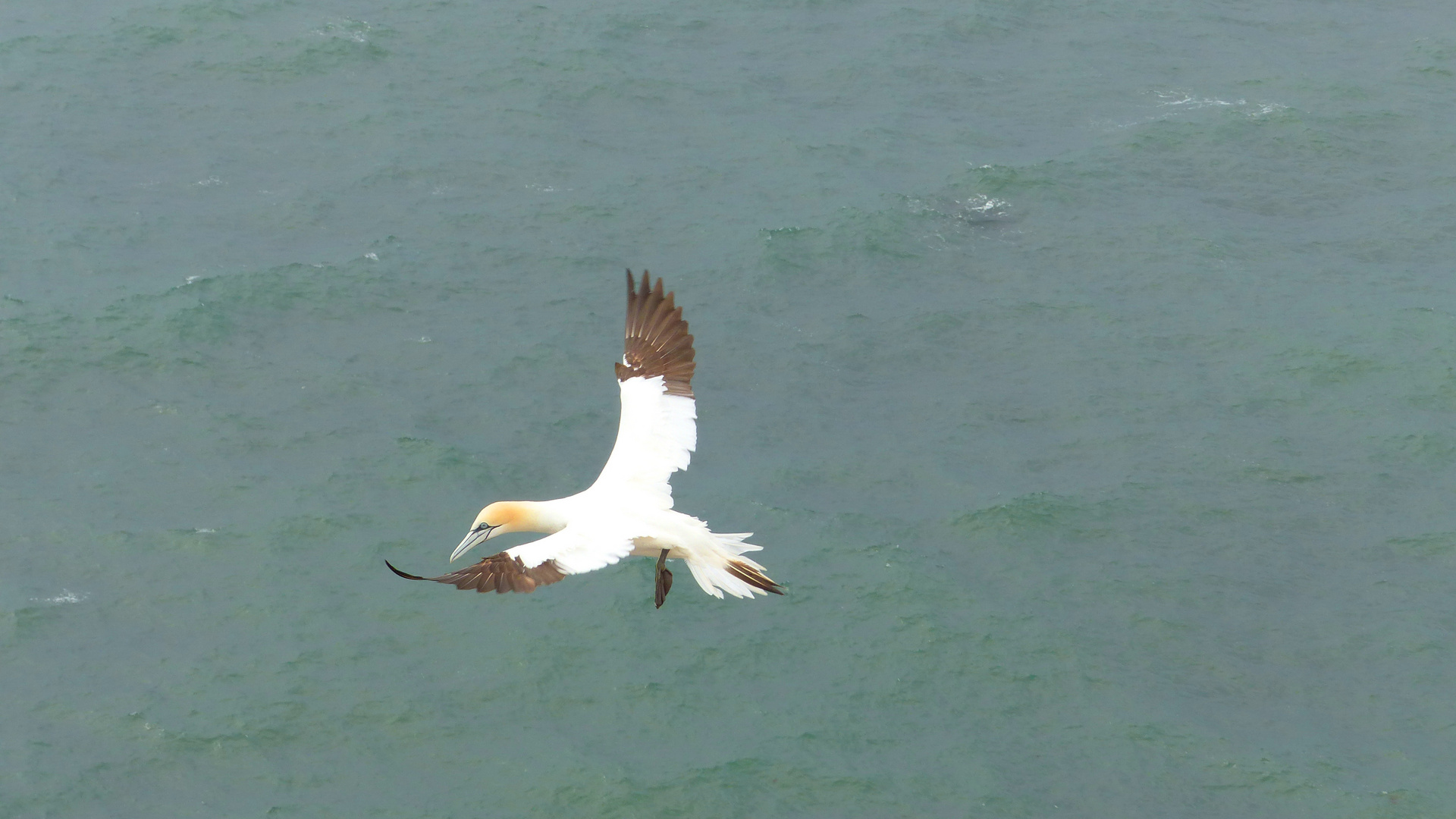 Basstölpel im Flug auf Helgoland