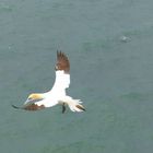 Basstölpel im Flug auf Helgoland