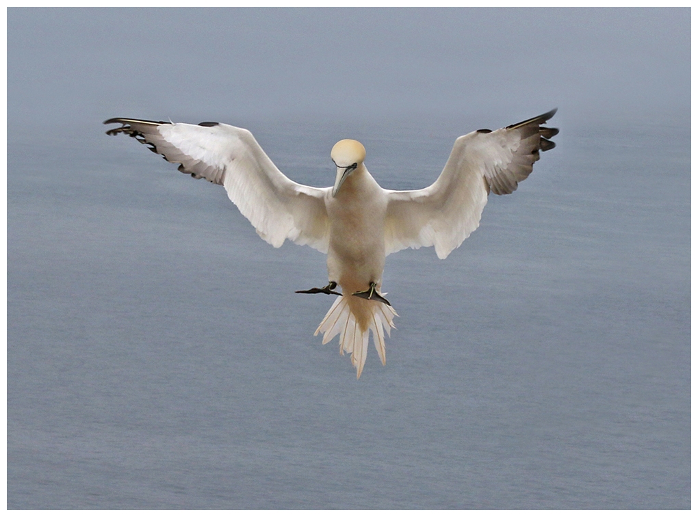 Basstölpel im Flug