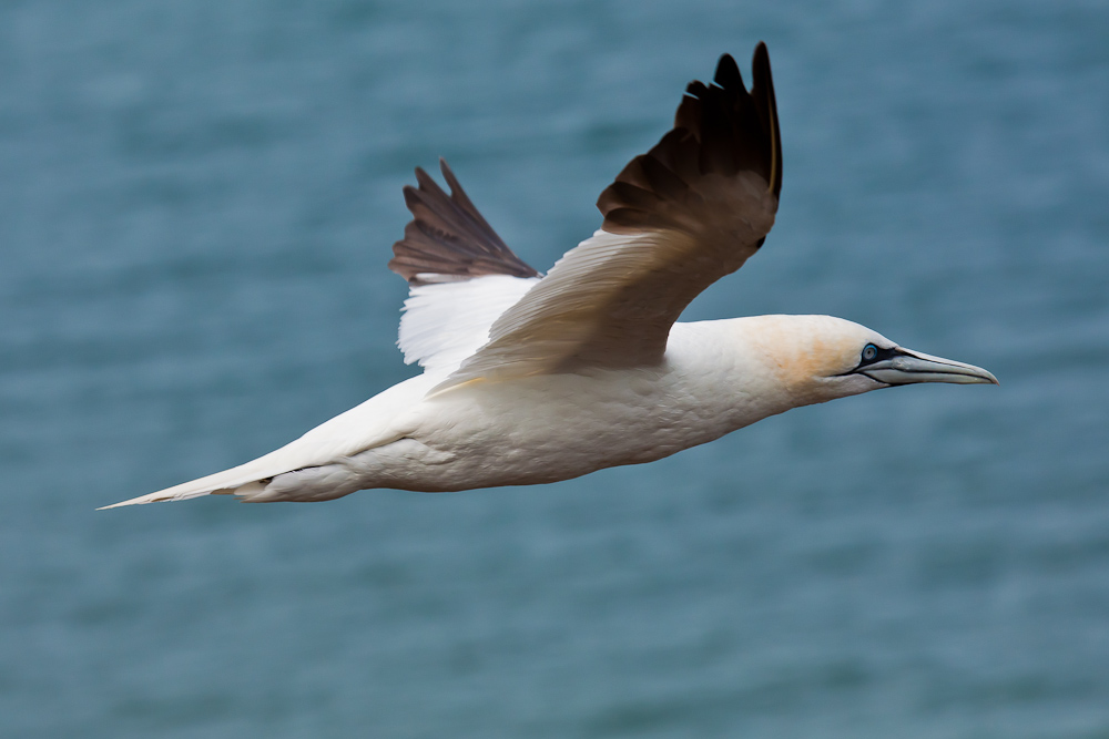 Basstölpel im Flug