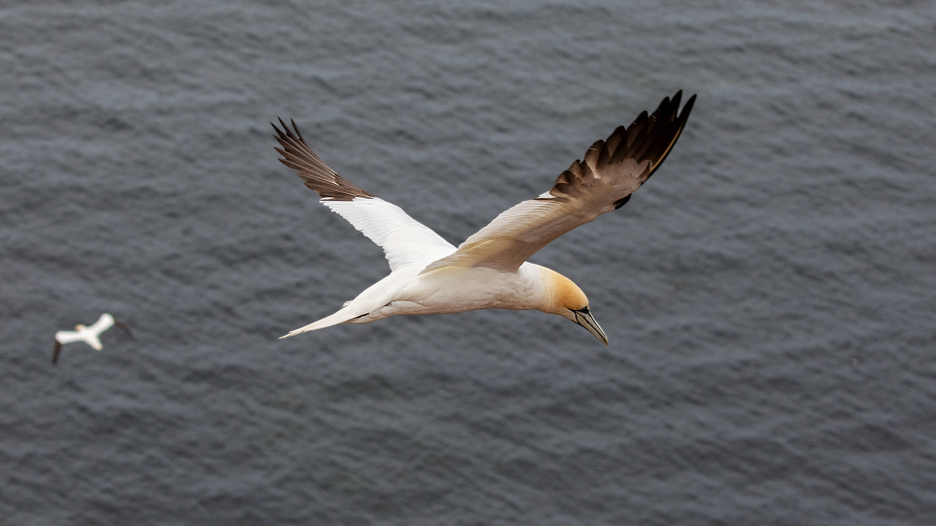 Basstölpel im Flug 