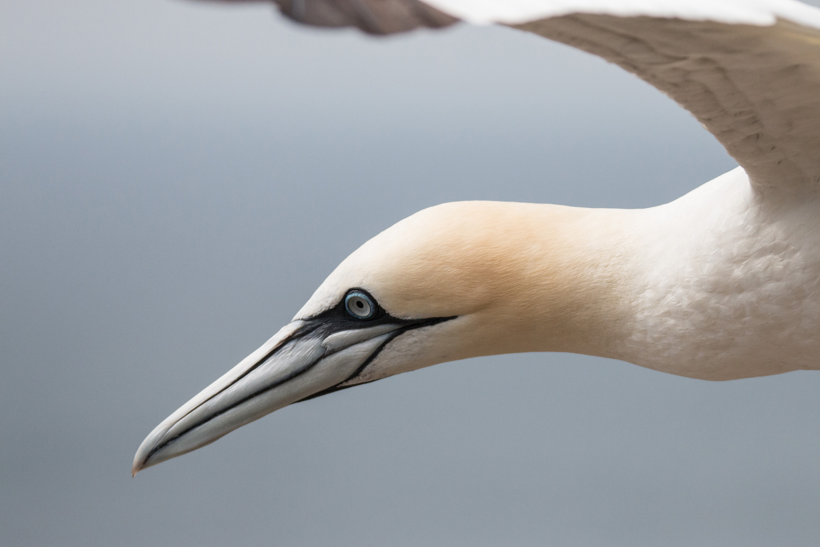 Basstölpel im Flug