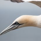 Basstölpel im Flug