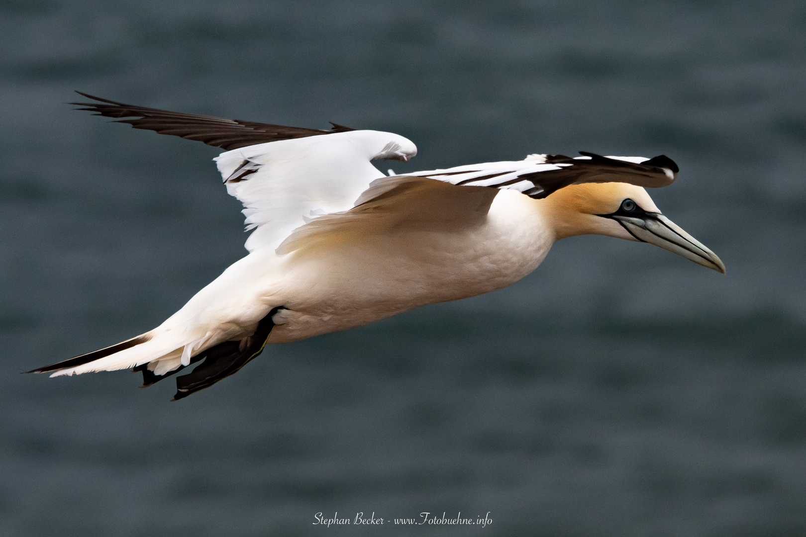 Basstölpel im Flug