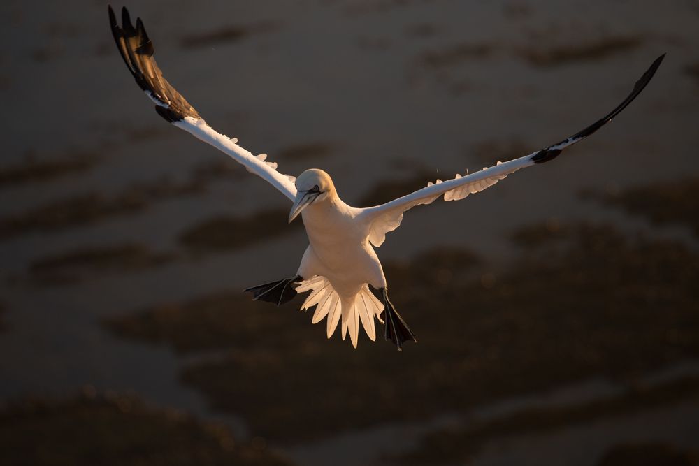 Basstölpel im Flug