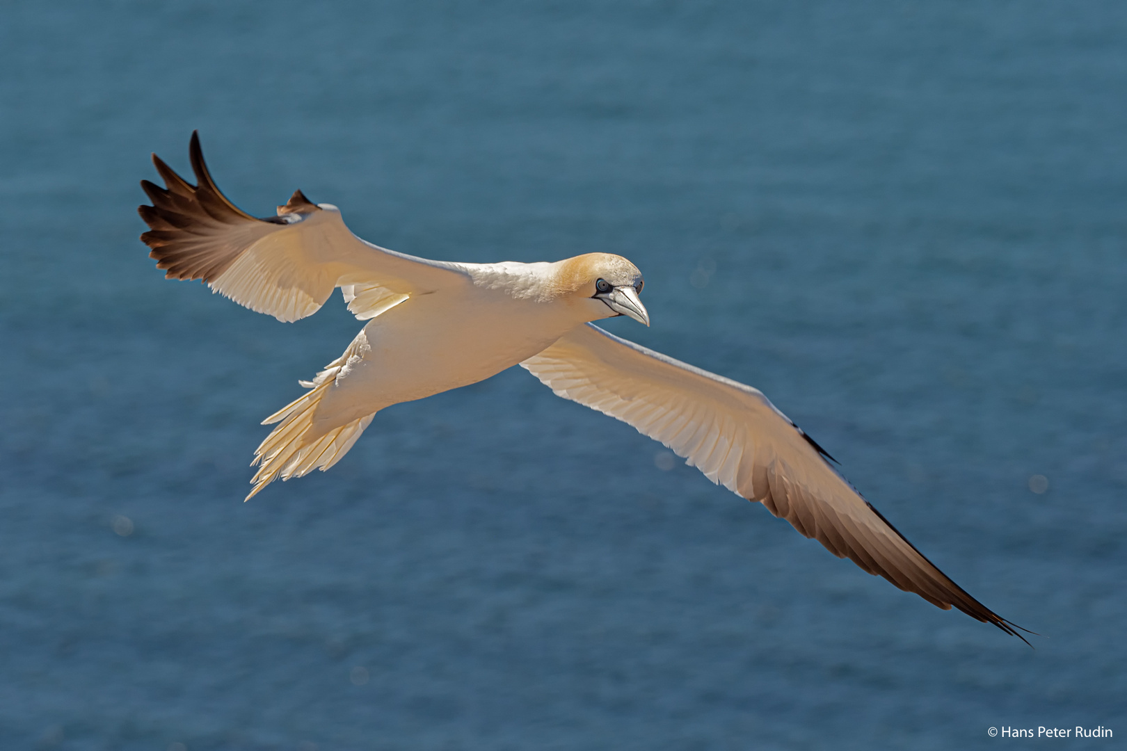 Basstölpel im Flug