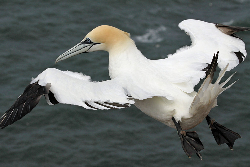 Basstölpel im Flug