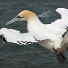 Basstölpel im Flug