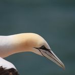 Basstölpel im Flug erwischt