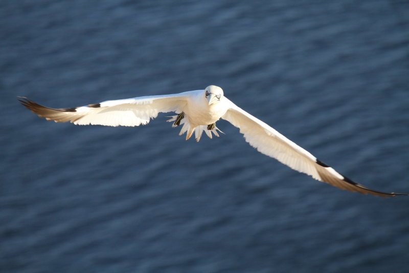 Basstölpel im Flug erwischt II