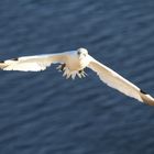 Basstölpel im Flug erwischt II