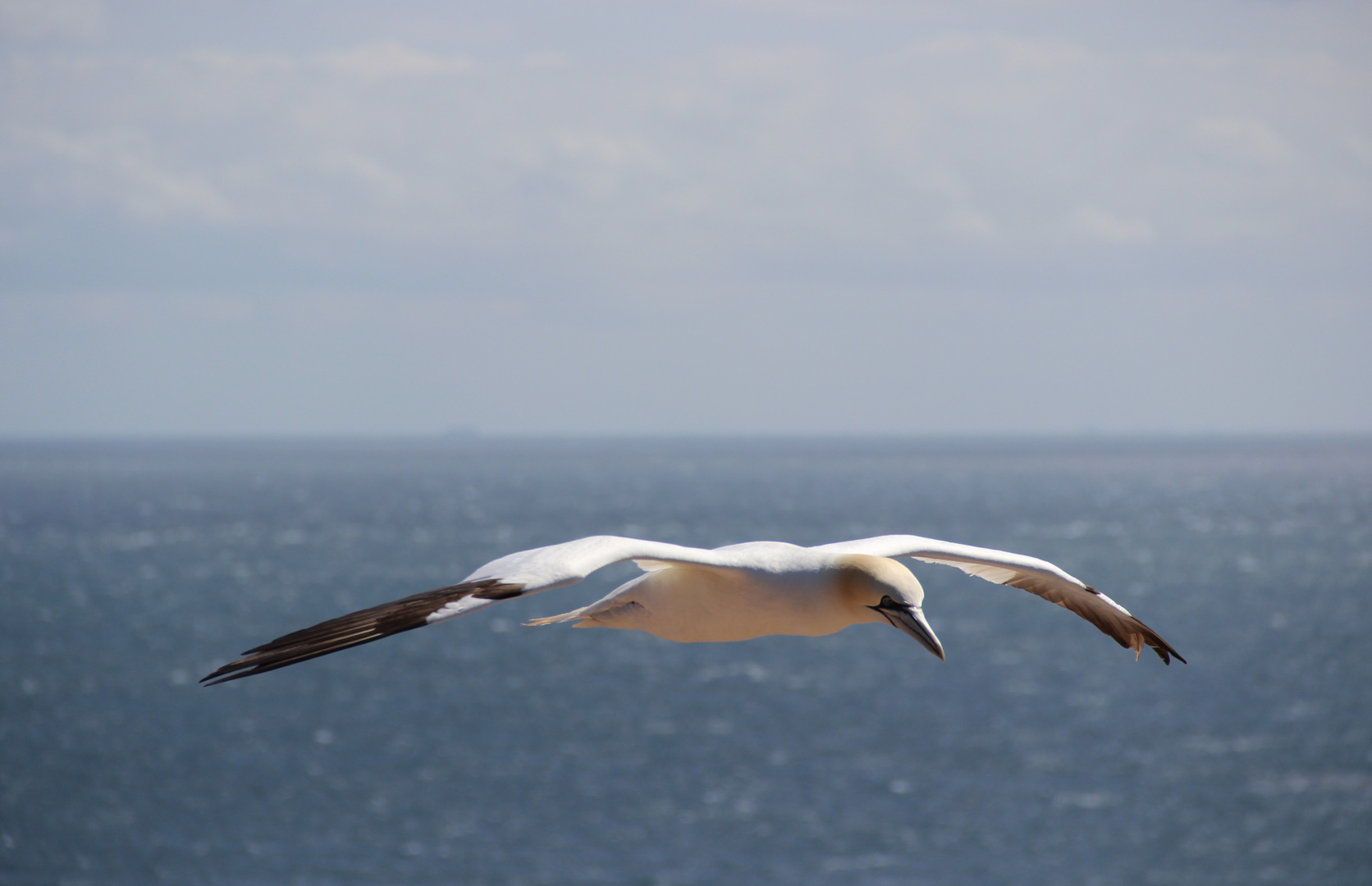 Basstölpel im Flug