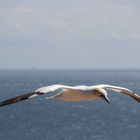 Basstölpel im Flug