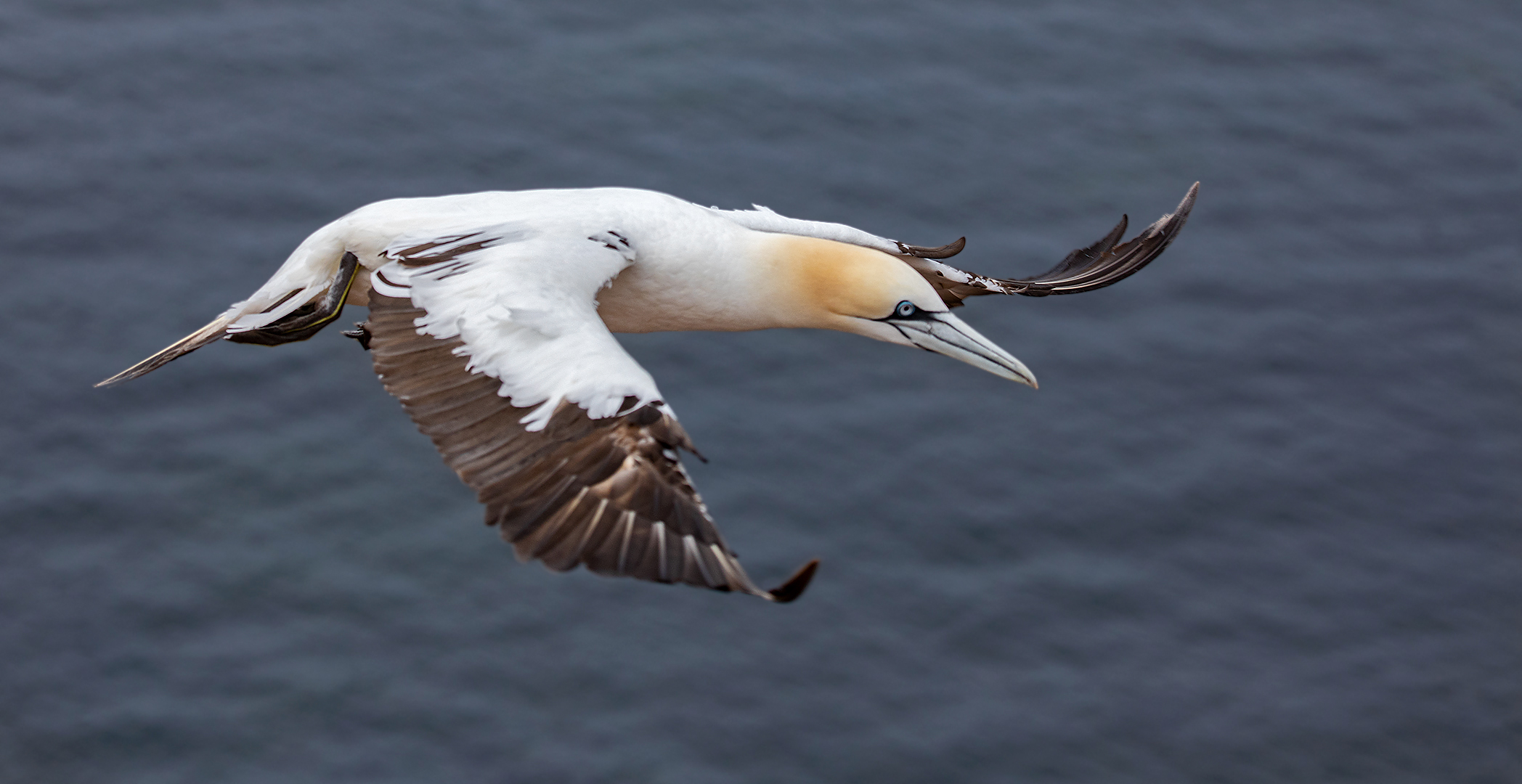 Basstölpel im Flug 