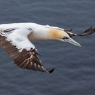 Basstölpel im Flug 