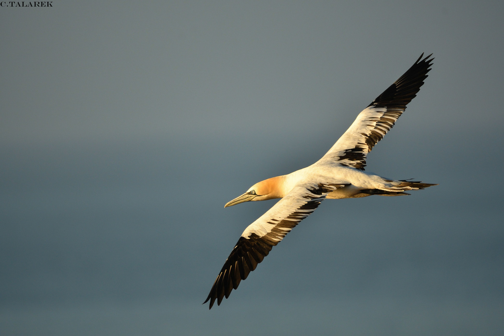 Basstölpel im Flug immatur 