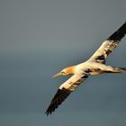 Basstölpel im Flug immatur 