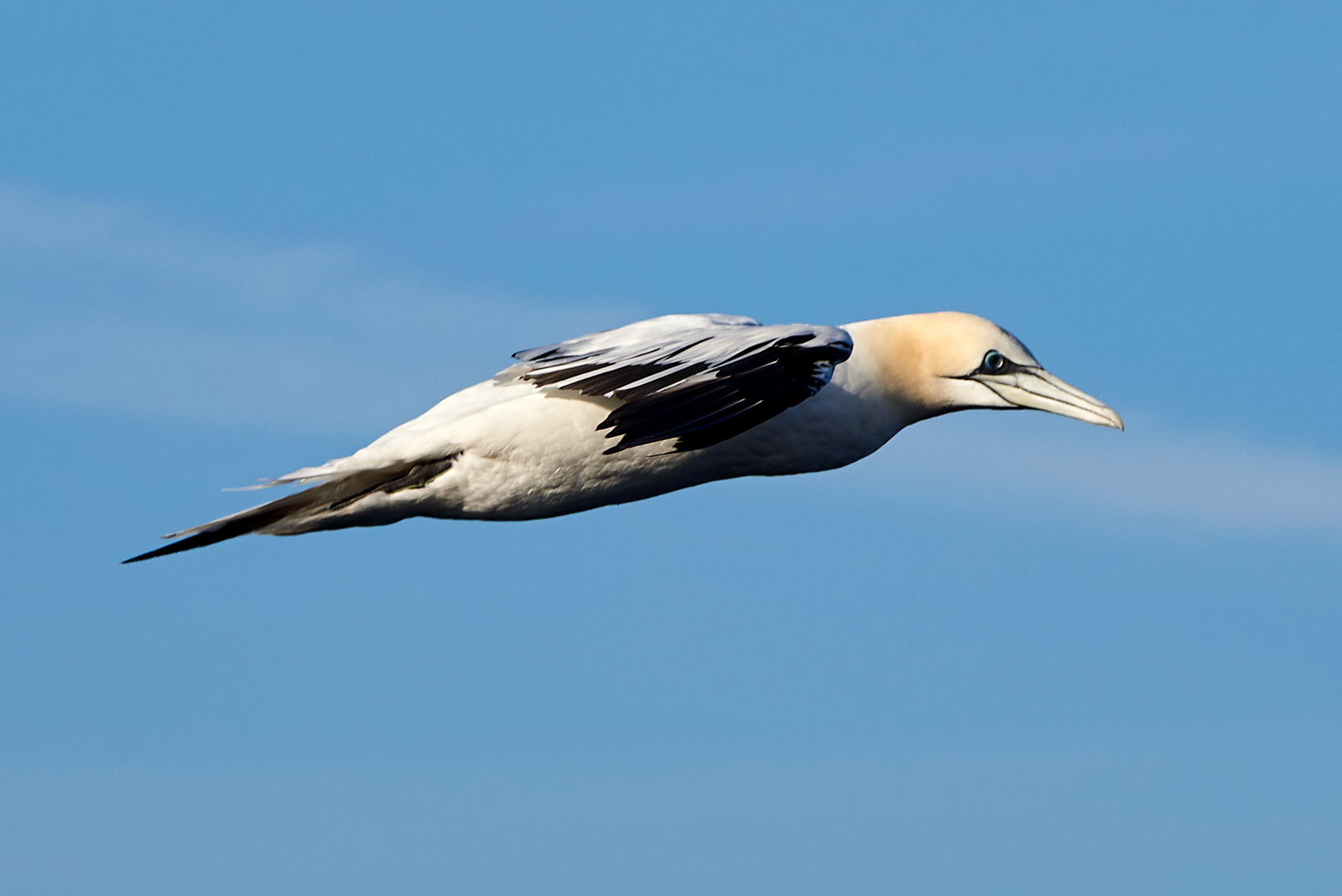 Baßtölpel im Flug vor Helgoland