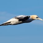 Baßtölpel im Flug vor Helgoland