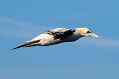 Baßtölpel im Flug vor Helgoland