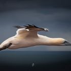 Basstölpel im Gleitflug