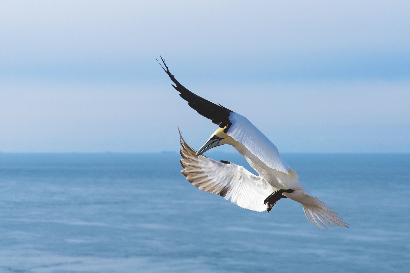 Basstölpel im Landeanflug