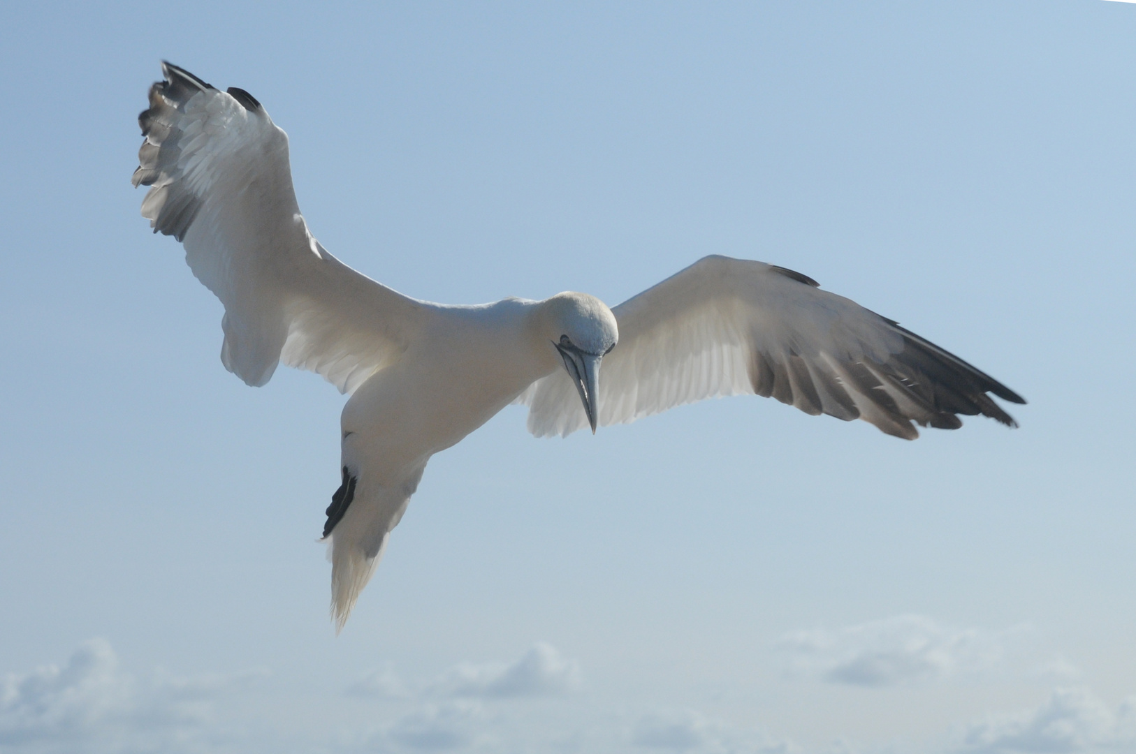 Basstölpel im Landeanflug