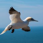 Basstölpel im Landeanflug