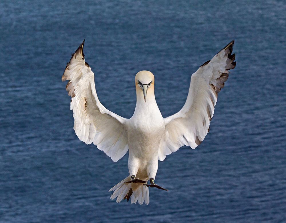 Basstölpel im Landeanflug auf Helgoland.