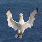 Basstölpel im Landeanflug auf Helgoland.