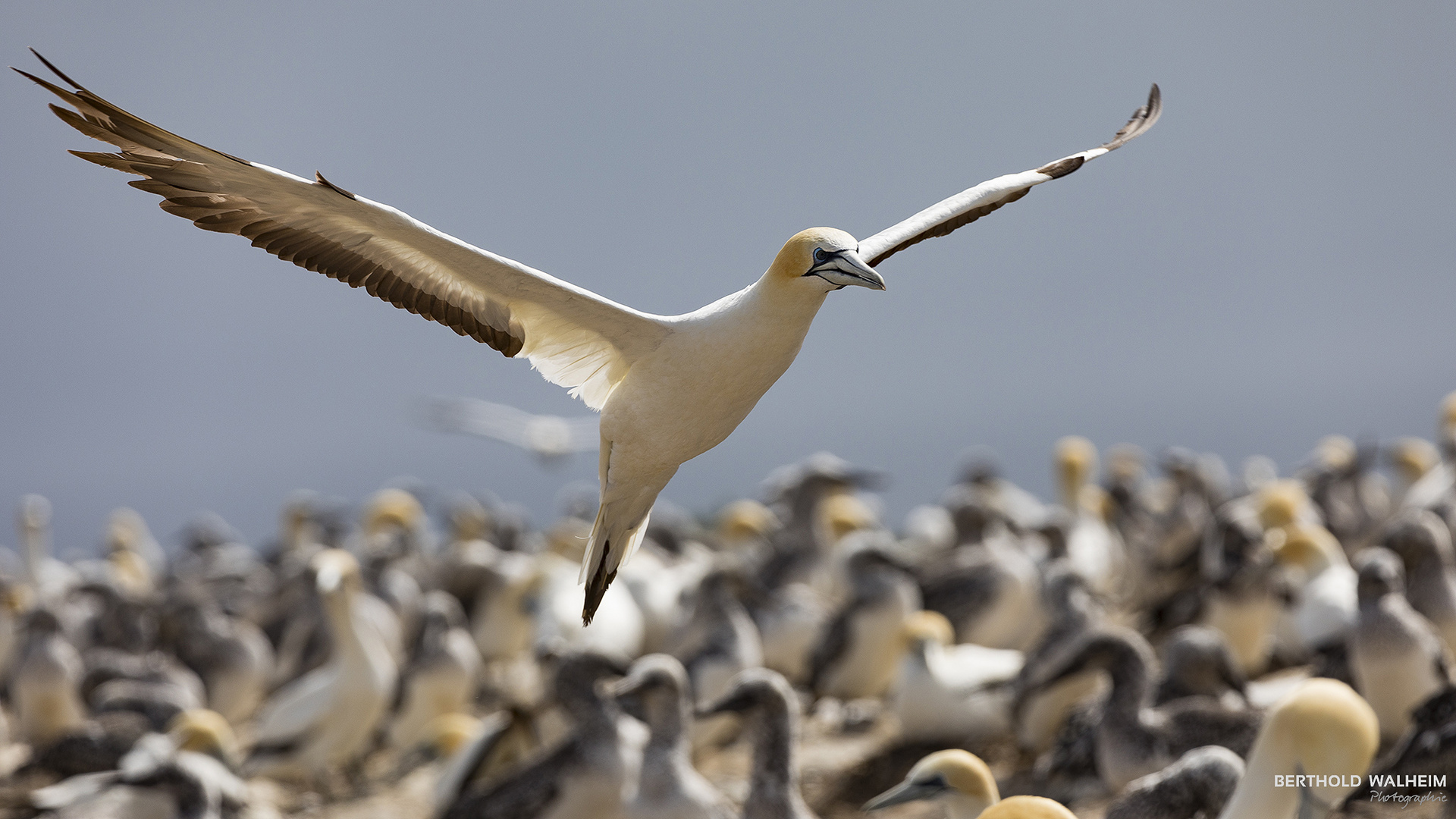 Basstölpel im Landeanflug