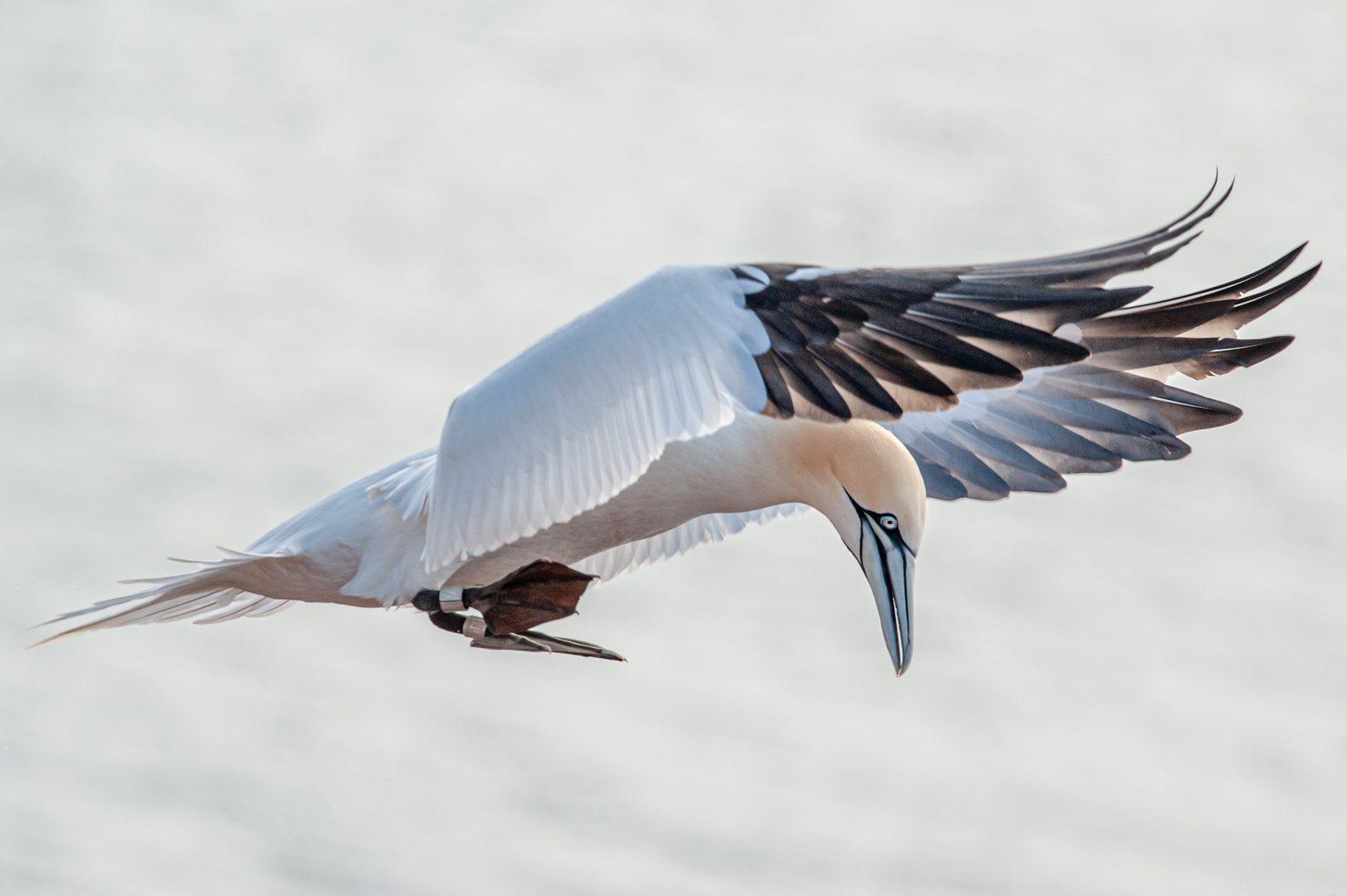 Basstölpel im Landeanflug