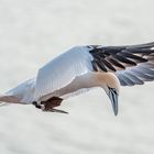 Basstölpel im Landeanflug