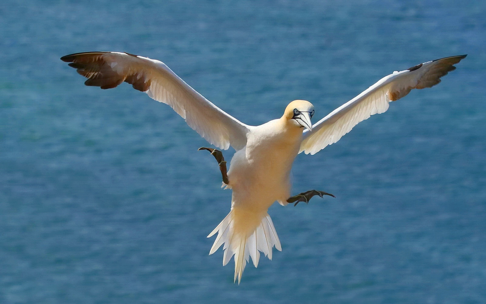 Basstölpel im Landeanflug