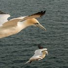 Basstölpel im Landeanflug Helgoland im Mai