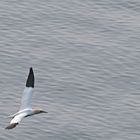 Basstölpel im Nestanflug auf Helgoland