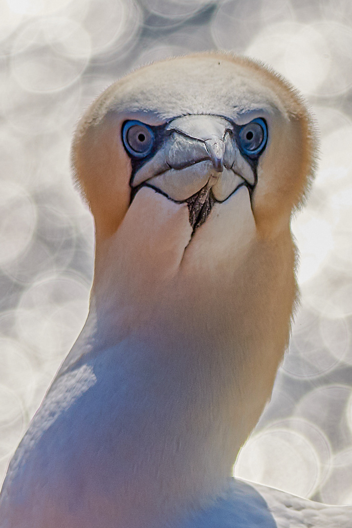 Basstölpel im Portrait