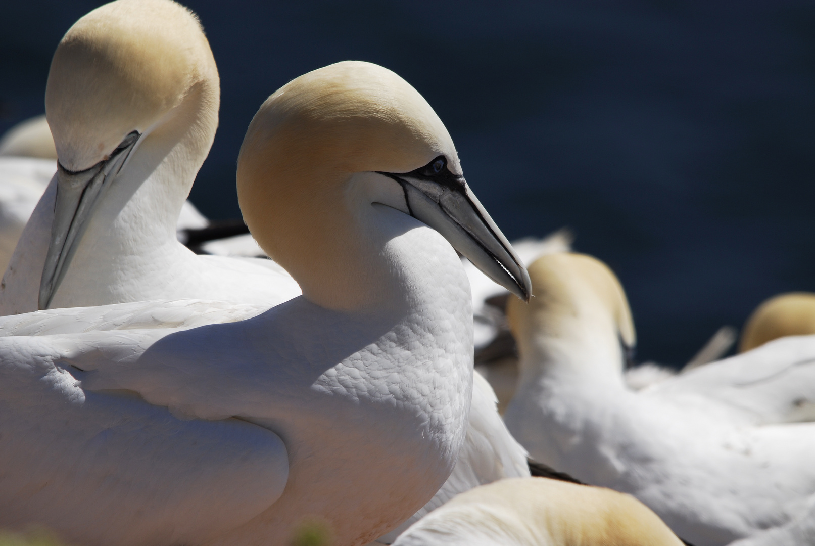 Basstölpel im Profil - Helgoland