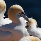 Basstölpel im Profil - Helgoland